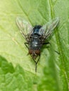 A big fly is sitting on a green leaf. Royalty Free Stock Photo