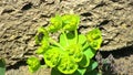 Big fly, Yellow-green flowers of ornamental garden euphorbia