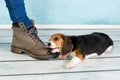 Big foot small puppy Royalty Free Stock Photo