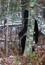 Big Foot Walking Through a Forest