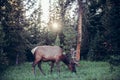 Big forest deer with huge horns eats grass on forest lawn at sunset time. Royalty Free Stock Photo