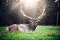 Big forest deer with huge horns lying down on forest lawn at sunset time. Royalty Free Stock Photo