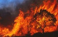 Big forest fire with burning tree