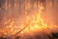 Big forest fire in pine stand Royalty Free Stock Photo