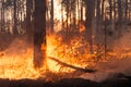 Big forest fire in pine stand Royalty Free Stock Photo