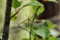 Big forest mosquito on green leaf Royalty Free Stock Photo