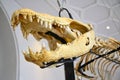 Big fossilized dead crocodile bones display Royalty Free Stock Photo