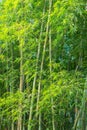 Big fresh bamboo grove in forest