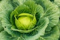 Big fresh cabbage in the garden, Organic cabbage, Pesticide residue free.