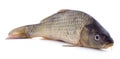 Big fresh carp Royalty Free Stock Photo