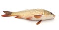 Big fresh carp Royalty Free Stock Photo