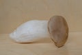 A big fresh Eringi mushroom Royalty Free Stock Photo