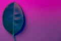 Big fresh ficus leaf on duotone purple violet blue background. Trendy neon colors. Toned. Minimalist style Royalty Free Stock Photo