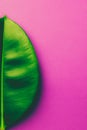 Big fresh ficus leaf on gradient purple violet pink background. Trendy neon colors. Toned. Harsh shadows. Creative Royalty Free Stock Photo