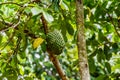 big fresh green guanabana fruit singing tree Royalty Free Stock Photo