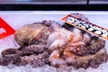 Big fresh juicy octopus in ice on a market stall in traditional Omicho Fish Market in Kanazawa, Japan. Royalty Free Stock Photo