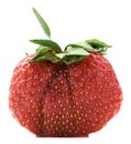 Big fresh organic heirloom home grown strawberry isolated Royalty Free Stock Photo