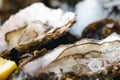 Big fresh oysters on ice. Seafood. Sale of oysters at a seafood market in Ostend, Belgium. Close-up