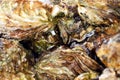 Big fresh oysters on ice. Seafood. Sale of oysters at a seafood market in Ostend, Belgium. Close-up