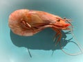 Big fresh pink king jumbo tiger cooked prawn shrimp seafood top flat view on blue background Royalty Free Stock Photo