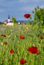 Big fresh poppies in the field Royalty Free Stock Photo