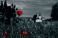 Big fresh poppies in the field Royalty Free Stock Photo