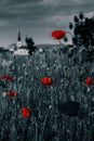 Big fresh poppies in the field Royalty Free Stock Photo