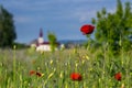 Big fresh poppies in the field Royalty Free Stock Photo