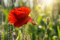 Big fresh poppy in the field Royalty Free Stock Photo