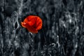 Big fresh poppy in the field Royalty Free Stock Photo