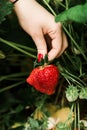 Big fresh red strawberry in hand on strawberry field Royalty Free Stock Photo