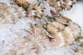 Big fresh shrimp on ice for dinner Royalty Free Stock Photo