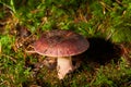 Big fresh single Russula mushroom. Red cap Russula nobilis mushroom.