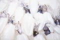 Big fresh squid on ice for dinner Royalty Free Stock Photo