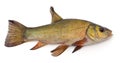 Big fresh tench Royalty Free Stock Photo