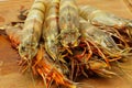 Big fresh tiger prawns, king prawns