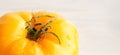 Big fresh yellow tomato with water drops. Selective focus. Close up. Copy space for text. Concept of healthy, useful and organic Royalty Free Stock Photo