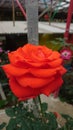 A big freshly red rose