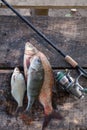 Big freshwater bronze bream or carp bream, white bream or silver