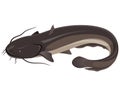 Big freshwater catfish