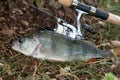 Big freshwater perch and fishing rod with reel
