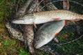 Big freshwater perch and pike fish on landing net with fishery c