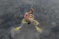 Big frog caught by fishing soft lure Royalty Free Stock Photo