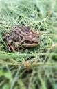 Big frog close-up sitting in the green grass Royalty Free Stock Photo