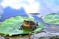big frog, green leaf of water lily, water, reflection of clouds in water Royalty Free Stock Photo