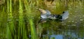 Big frog Rana ridibunda sits on floating skimmer in garden pond. Skimmer collects leaves, dirt and other foreign objects Royalty Free Stock Photo