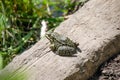 Big frog sitting on the ground. Royalty Free Stock Photo