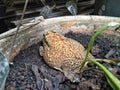 a big frog sitting on a plant pot Royalty Free Stock Photo