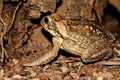 Big frog from South America - Caen toad Royalty Free Stock Photo
