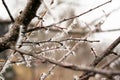 Big frost on the branches of a tree Royalty Free Stock Photo